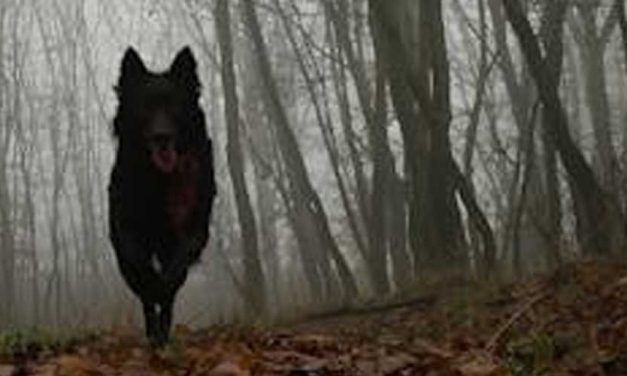 The Mudi Dog Breed: A Unique and Versatile Companion