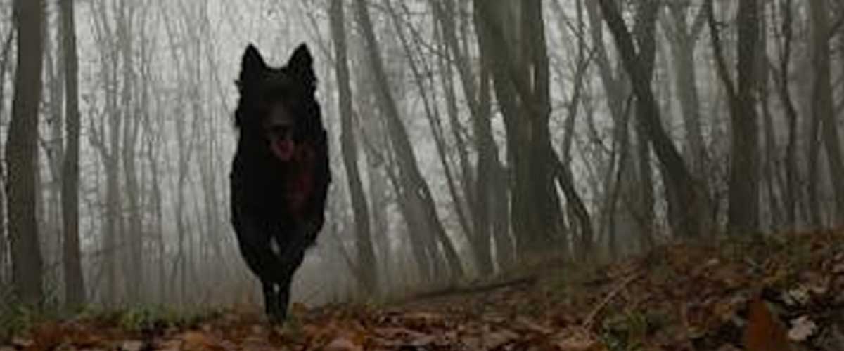 The Mudi Dog Breed: A Unique and Versatile Companion