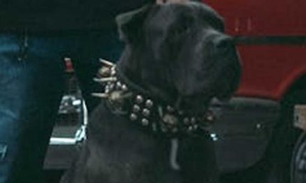 The Neapolitan Mastiff: A Gentle Giant with Ancient Roots