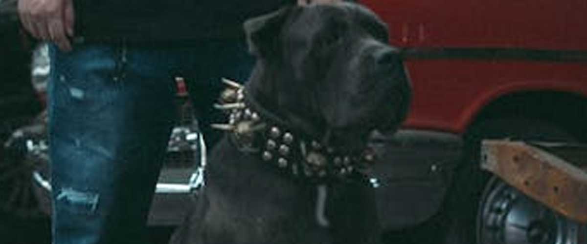 The Neapolitan Mastiff: A Gentle Giant with Ancient Roots