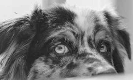 When to Spay or Neuter Your Dog: A Comprehensive Guide