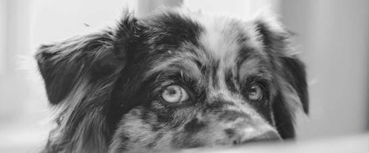 When to Spay or Neuter Your Dog: A Comprehensive Guide