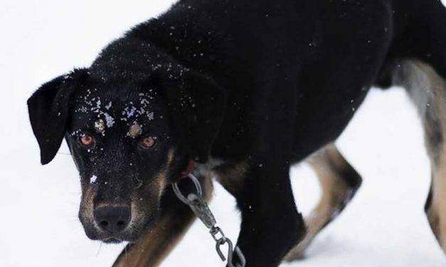 The New Zealand Huntaway: A Versatile Working Dog
