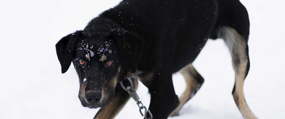 The New Zealand Huntaway: A Versatile Working Dog