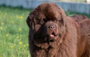 newfoundland