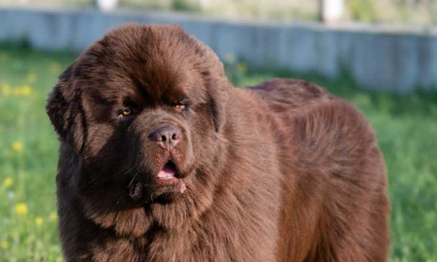 The Newfoundland Dog Breed: A Gentle Giant of the Canine World