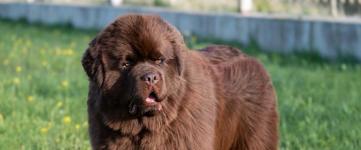 The Newfoundland Dog Breed: A Gentle Giant of the Canine World