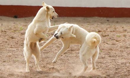 The Nordic Spitz: A Look into This Unique Dog Breed