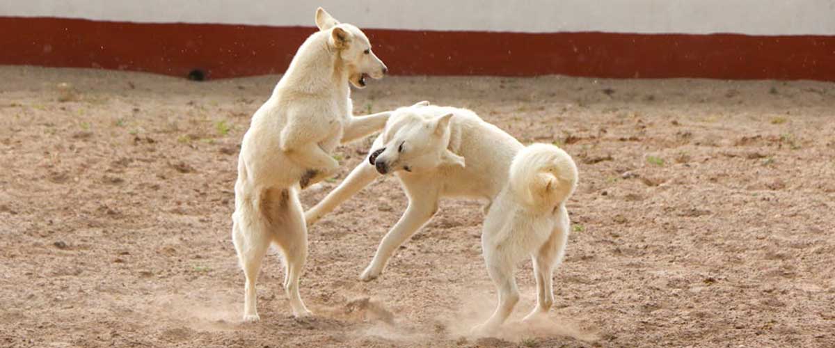 The Nordic Spitz: A Look into This Unique Dog Breed