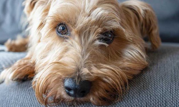 The Norfolk Terrier: A Little Dog with a Big Heart