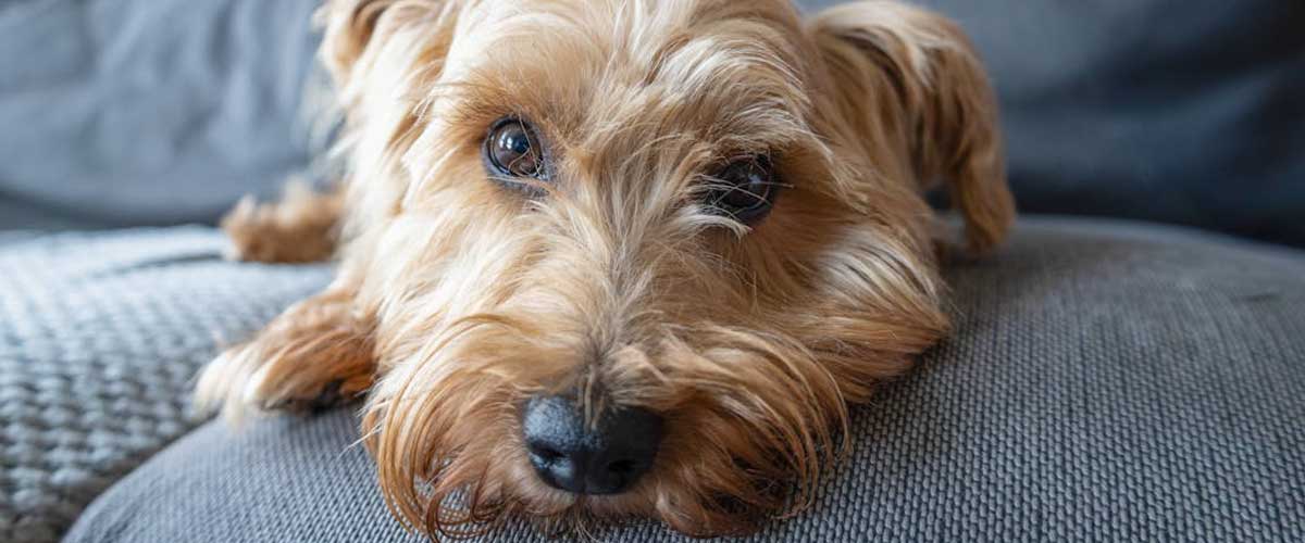 The Norfolk Terrier: A Little Dog with a Big Heart