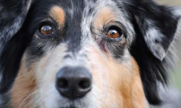 The North American Shepherd: A Breed Spotlight