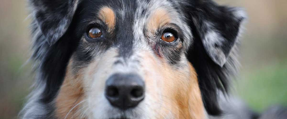 The North American Shepherd: A Breed Spotlight