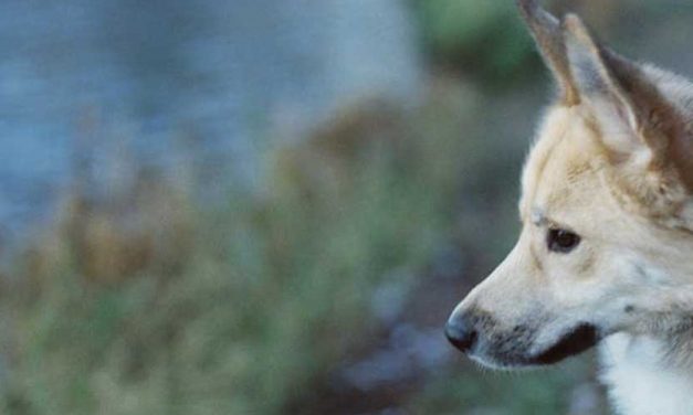 The Norwegian Buhund: A Loyal and Lively Companion