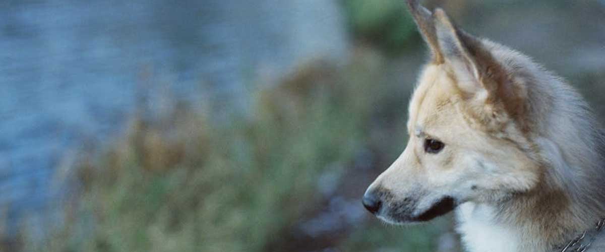 The Norwegian Buhund: A Loyal and Lively Companion