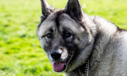 The Norwegian Elkhound: A Loyal Companion with a Rich History