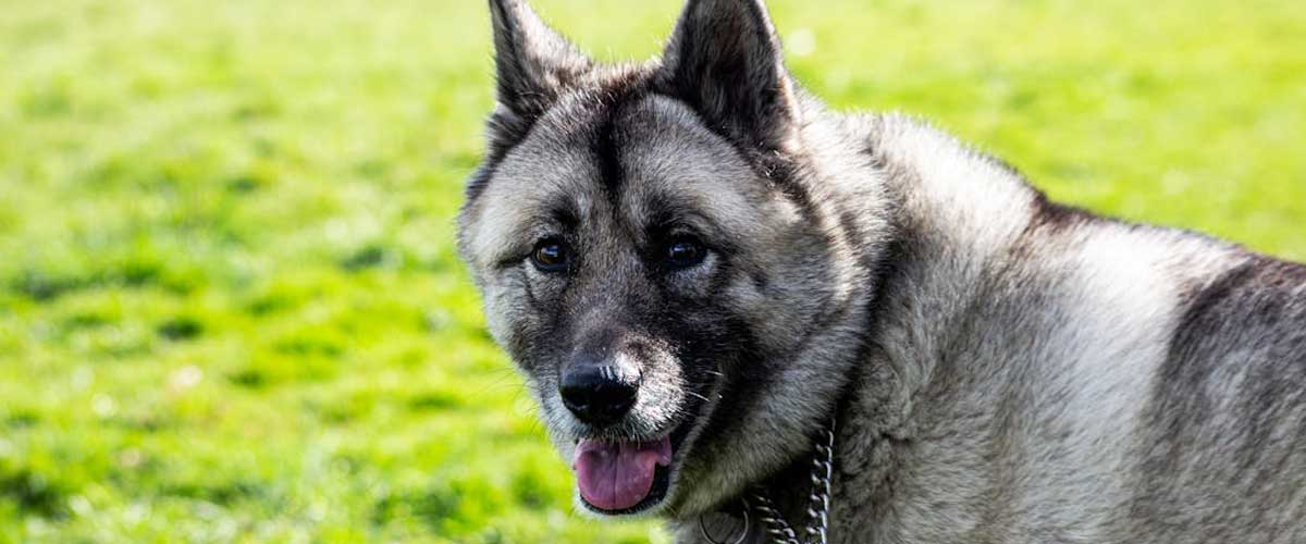 The Norwegian Elkhound: A Loyal Companion with a Rich History
