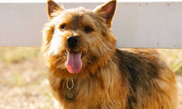 Discovering the Norwich Terrier: A Small Dog with a Big Personality