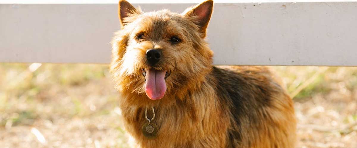 Discovering the Norwich Terrier: A Small Dog with a Big Personality