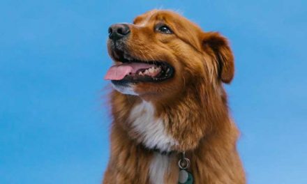 The Nova Scotia Duck Tolling Retriever: An Energetic and Affectionate Companion