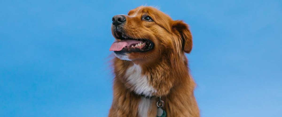 The Nova Scotia Duck Tolling Retriever: An Energetic and Affectionate Companion