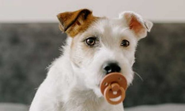 Why the Jack Russell is Hyper and Possesses Never-Ending Energy