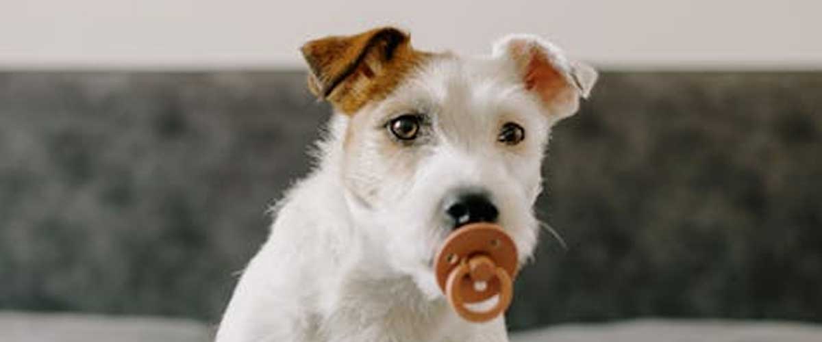 Why the Jack Russell is Hyper and Possesses Never-Ending Energy