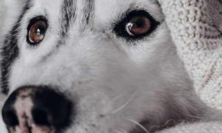Training Your Dog to Get Off the Bed on Command