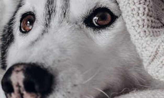 Training Your Dog to Get Off the Bed on Command