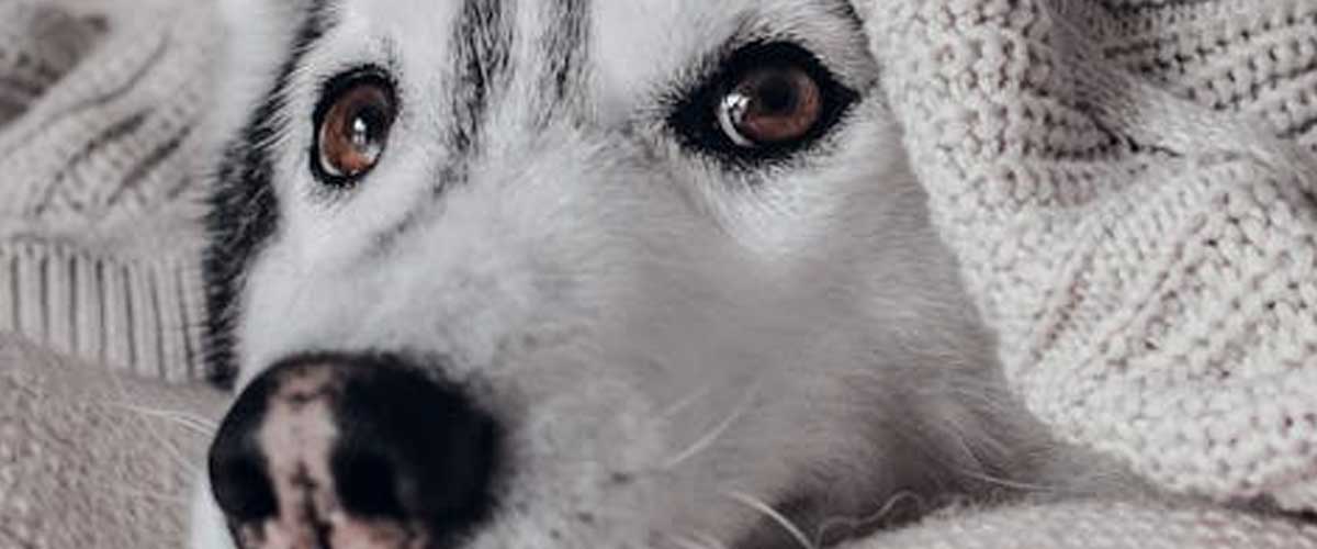 Training Your Dog to Get Off the Bed on Command