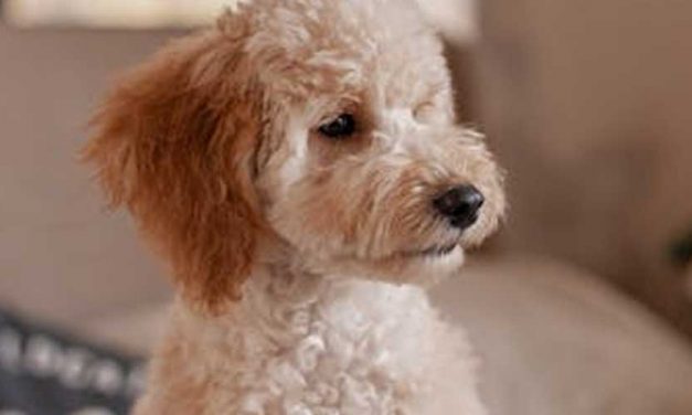 Getting Your Dog Off Furniture by Command