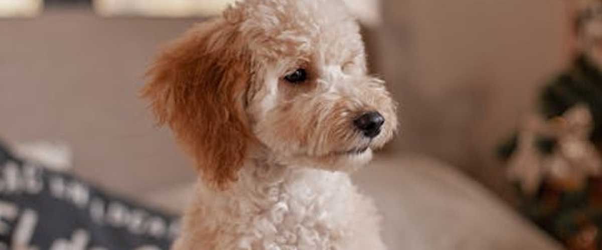 Getting Your Dog Off Furniture by Command