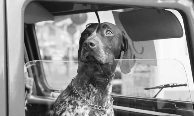 The Old Danish Pointer: A Timeless Companion