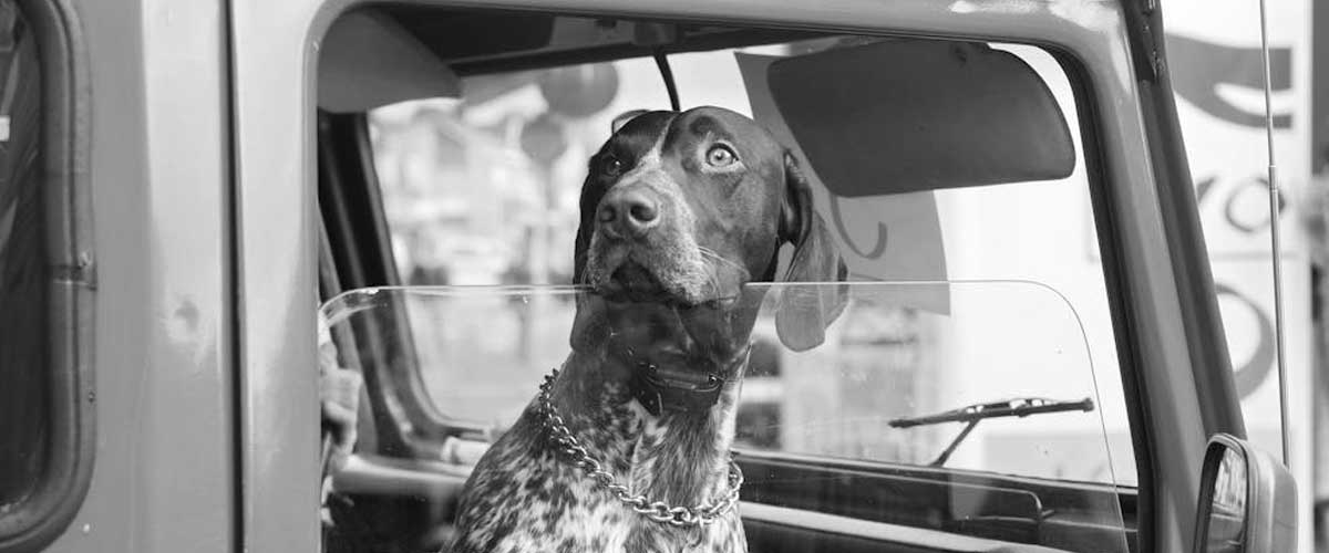 The Old Danish Pointer: A Timeless Companion