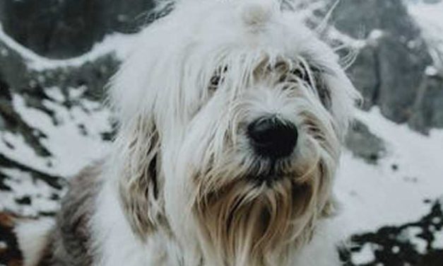 The Old English Sheepdog: A Gentle Giant