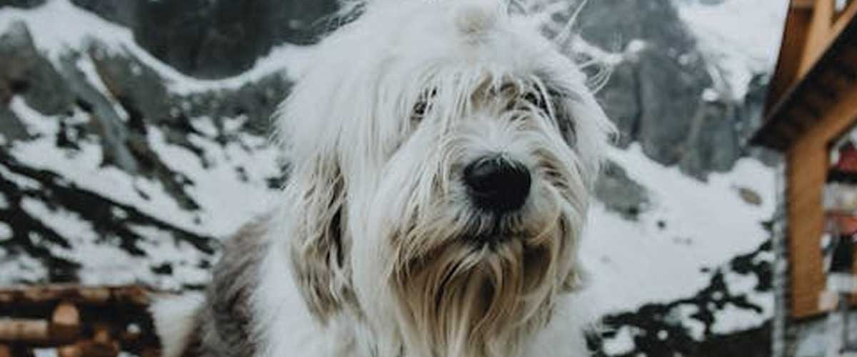 The Old English Sheepdog: A Gentle Giant