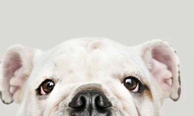 The Olde English Bulldogge: A Loyal Companion with a Rich History