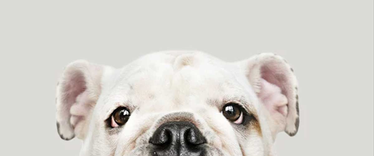 The Olde English Bulldogge: A Loyal Companion with a Rich History