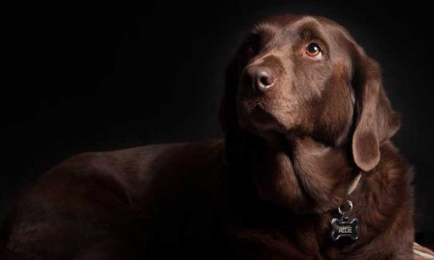 How Pain Masquerades as Behavior Problems in Your Dog