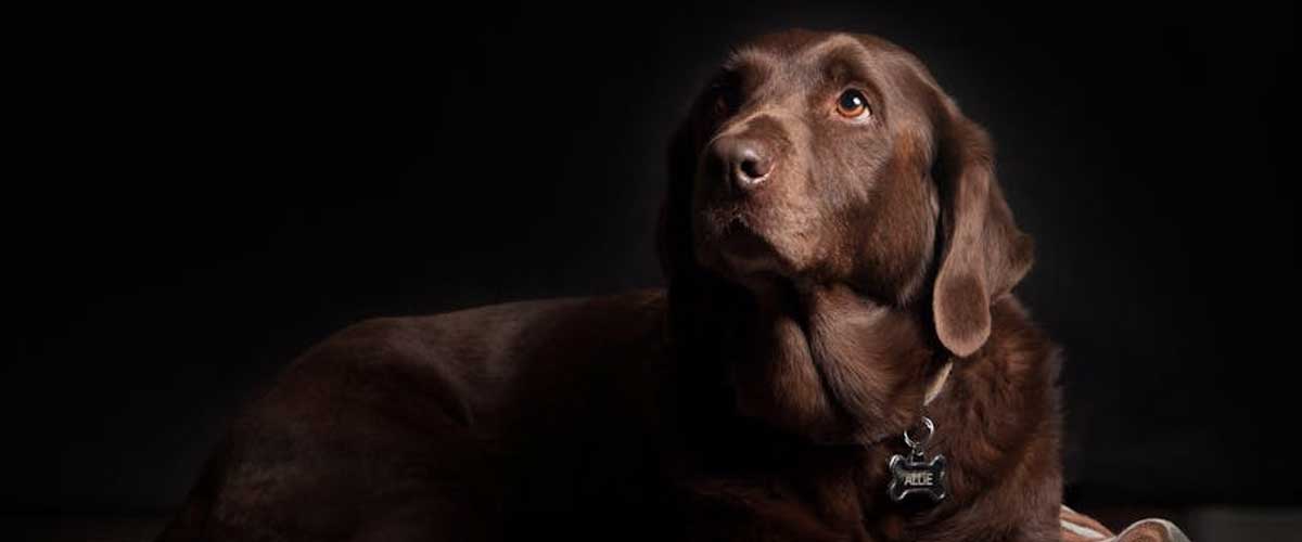 How Pain Masquerades as Behavior Problems in Your Dog