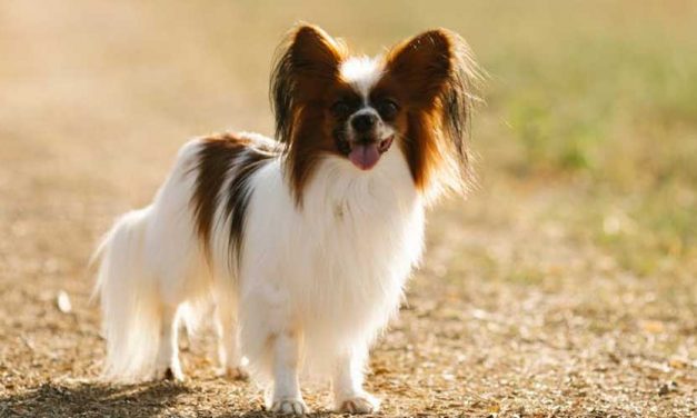 The Papillon Dog Breed: A Charming Companion