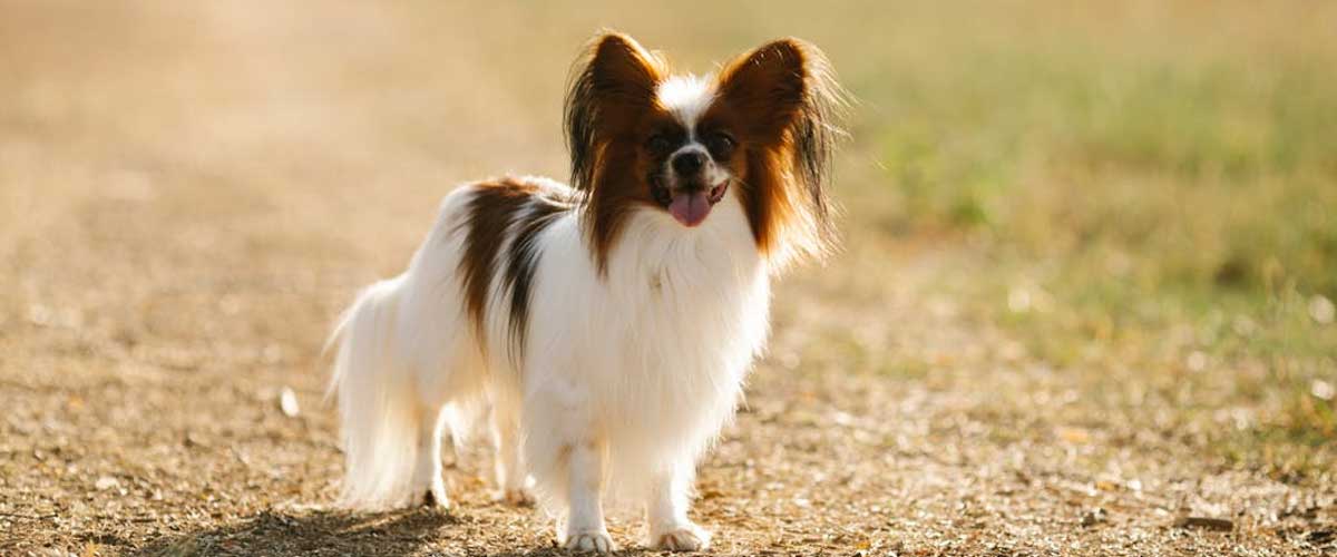 The Papillon Dog Breed: A Charming Companion
