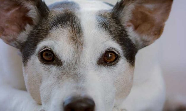 The Parson Jack Russell Terrier: A Spirited Companion