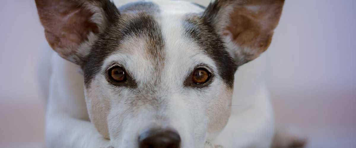 The Parson Jack Russell Terrier: A Spirited Companion