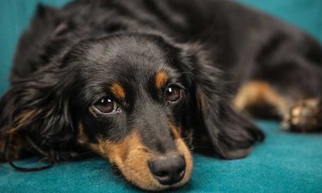 Planning Ahead for Your Dog: Ensuring Their Care in Your Will