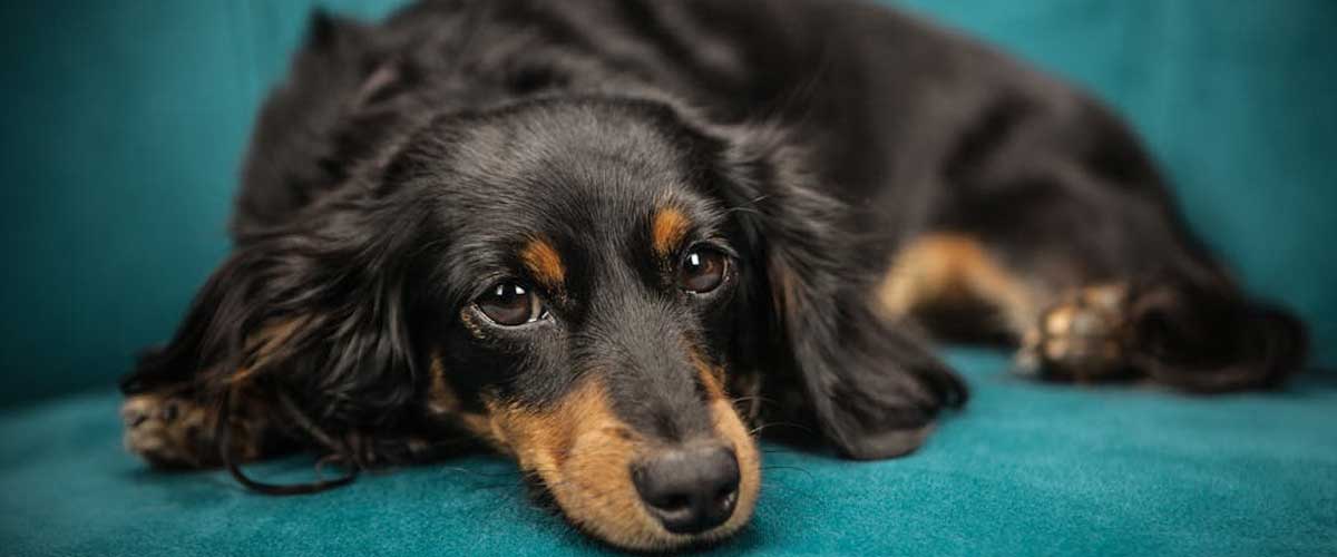 Planning Ahead for Your Dog: Ensuring Their Care in Your Will