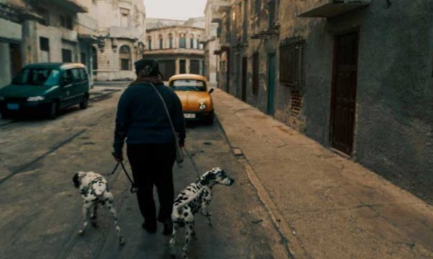 Controlling Your Dog When Passing By Cars