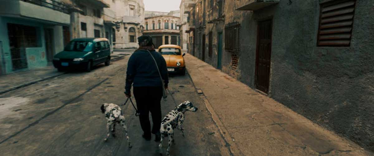 Controlling Your Dog When Passing By Cars