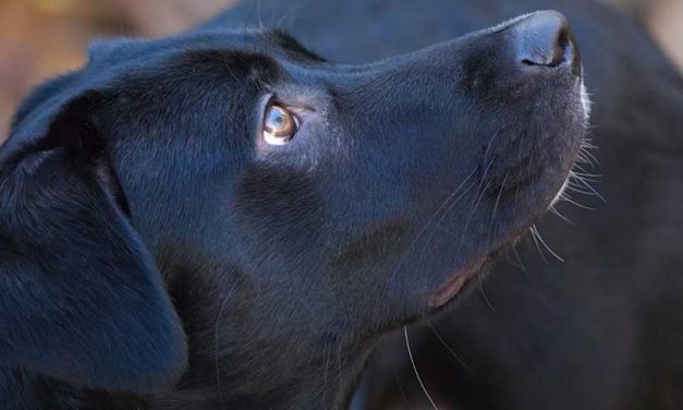 Patterdale Terrier: The Energetic and Affectionate Companion