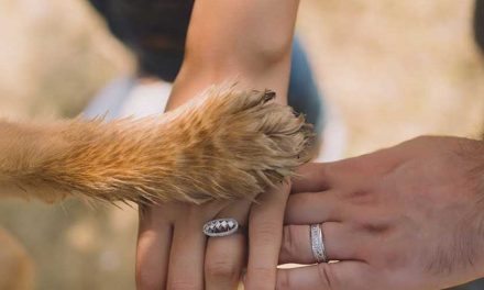 What Does It Mean When a Dog Puts Its Paw on You?